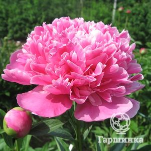 

Пион Амабилис