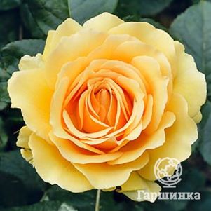 

Роза Амбер Куин флорибунда, Топалович (лиц)