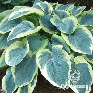 

Хоста Американ Хало (L)