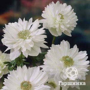 

Анемона (Ветреница) махровая Маунт Эверест 10 шт