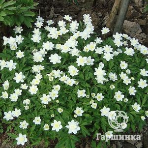 

Анемона (Ветреница) дубравная