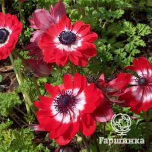 

Анемона (Ветреница) махровая Говернор 10 шт