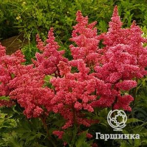 Астильба Арендса Анита Пфайфер 220₽