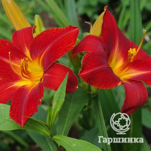 

Лилейник Анзак