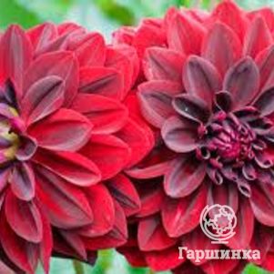 

Георгина Арабиан Найт декоративная