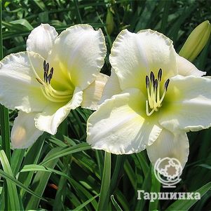 

Лилейник Арктик Сноу