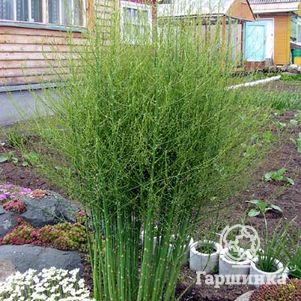 

Аспарагус (Спаржа) Гийнлим