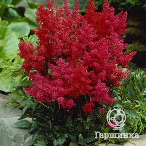 

Астильба Арендса Гранат