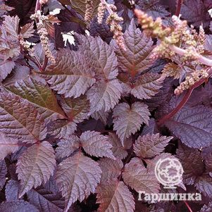 

Астильба Тунберга Чоколат Сегун