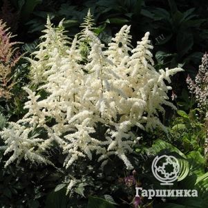 

Астильба японская Дойчланд