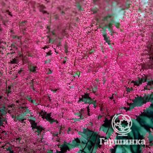 

Астильба Элизабет ван Вин японская