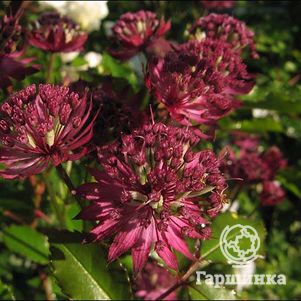 

Астранция крупная