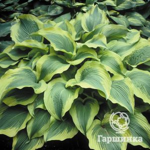 

Хоста Атлантис (L)