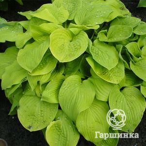 

Хоста Аугуст Мун (ML)