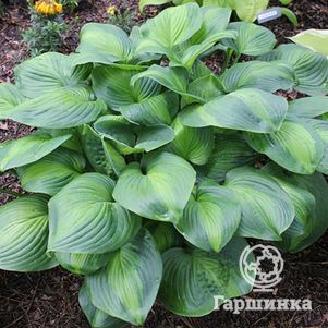 

Хоста Авокадо (ML)