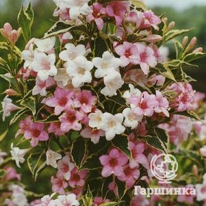 

Вейгела цветущая Сюзанна