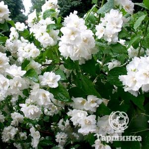 

Чубушник Букет Блан