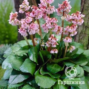 

Бадан Беби Долл