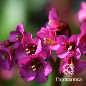 

Бадан Эроика