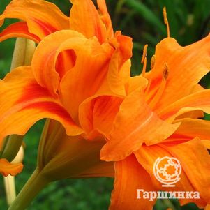 

Лилейник Бандолеро