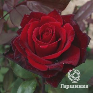 

Роза Баркароле чайно-гибридная, Тантау (лиц)