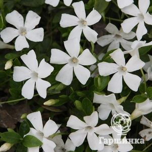 

Барвинок малый Альба