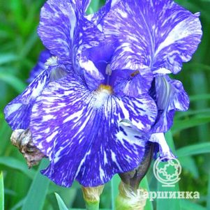 

Ирис бородатый Батик