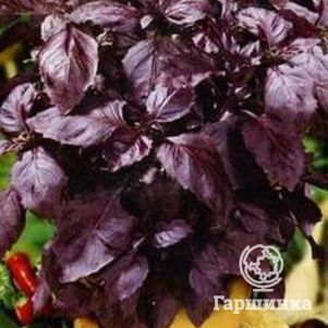 

Базилик Фиолетовый 0,3 г, Семена Гавриш