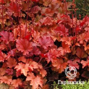 

Гейхера Пич Фламбе