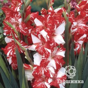 

Гладиолус Зебра