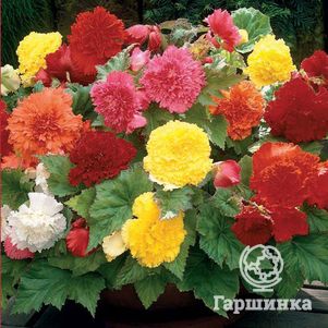 

Бегония бахромчатая Фимбриата Микс