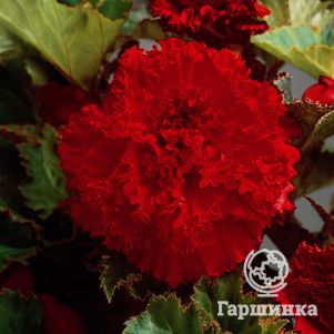 

Бегония бахромчатая Фимбриата Ред