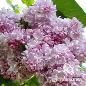 

Сирень Бель де Нанси махровая