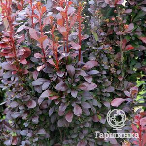 Барбарис Тунберга Хелмонд Пиллар