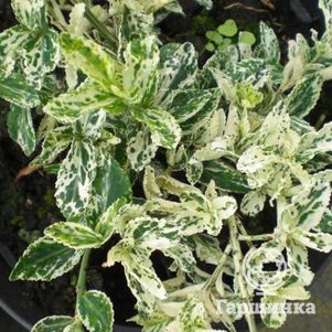 

Бересклет Форчуна Арлекин