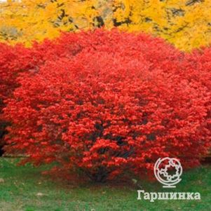 

Бересклет крылатый Компактус