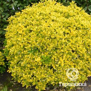 

Бересклет японский Ауреомаргината