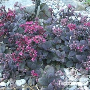 

Очиток (седум) Бертрам Андерсон