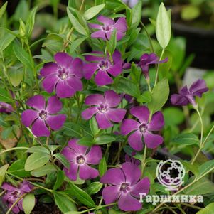 

Барвинок Атропурпуреа малый