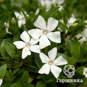 

Барвинок малый Гертруда Джекил