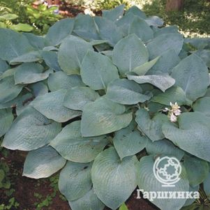 Хоста Биг Мама L 600₽