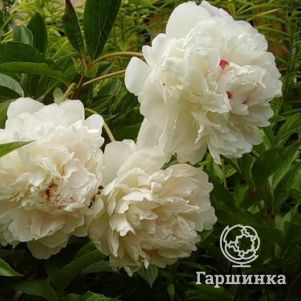 Пион Ледяной бриз белый