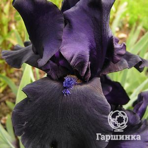 

Ирис бородатый Блэк Дракон