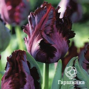 

Тюльпан Блэк Пэррот попугайный 5шт