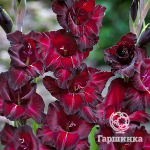 

Гладиолус Блек Сюрпрайз 5 шт