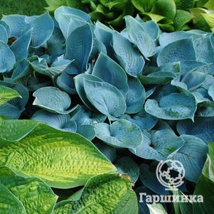 

Хоста Хедспен Блу (SM)