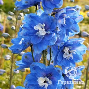 

Дельфиниум Пацифик Блю Берд