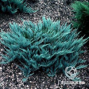 Можжевельник горизонтальный Блю Чип