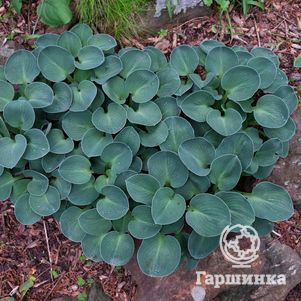 

Хоста Блу Маус Иэрз (S)