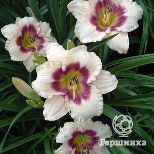 Лилейник Блуберри Кэнди